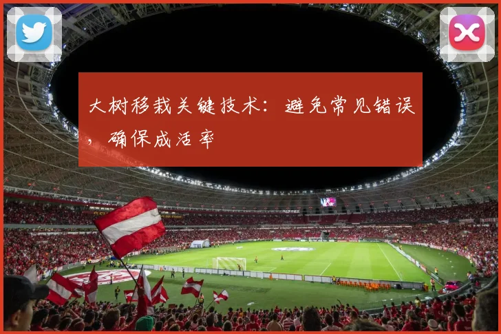 大树移栽关键技术：避免常见错误，确保成活率